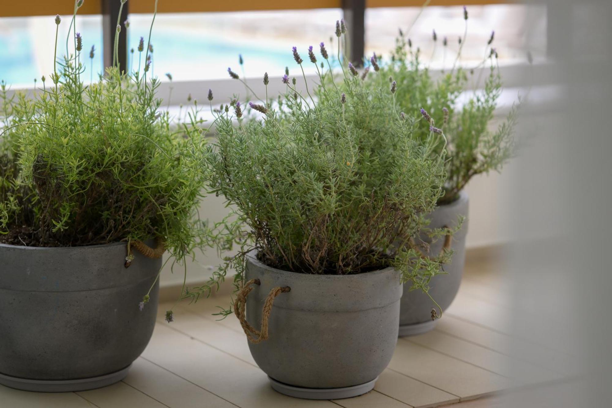 Sesa Boutique Hotel & Restaurant Kanali  Dış mekan fotoğraf